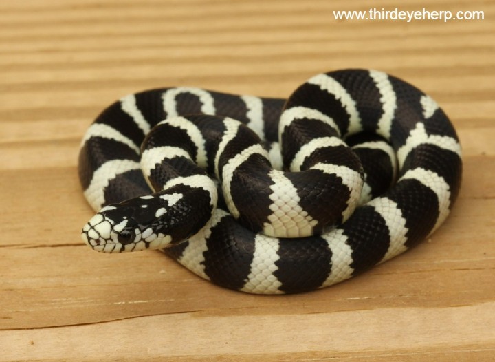 Victorville California Kingsnake